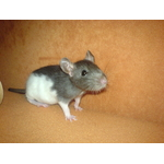 capinka1