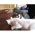 Cornish Rex - Lucián